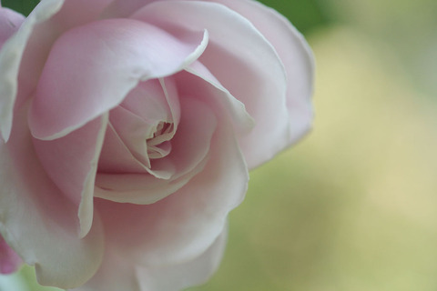 グリバ　ニコラ4164