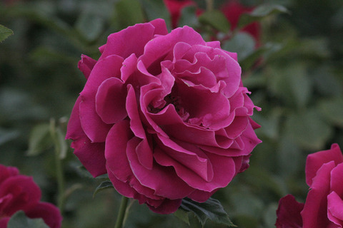 グラマラス　ラッフルsIMG_5859