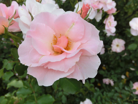 しののめsCIMG7416