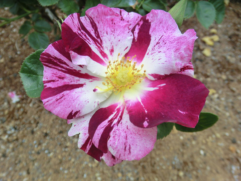 パープル　スプラッシュsCIMG5627