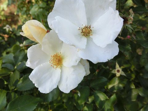 ホワイト　ノックアウト6746