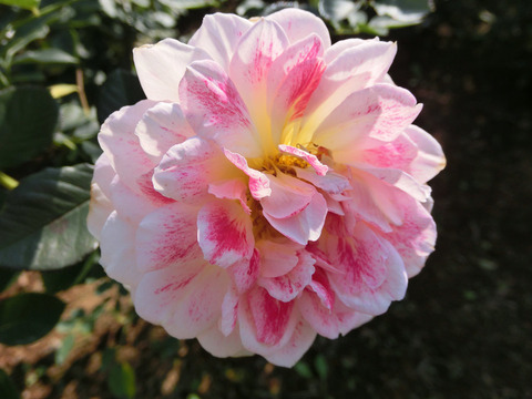 ホリデー　アイランド　ピオニー6990