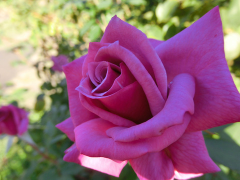 しうん　紫雲　（しうん）sCIMG8472