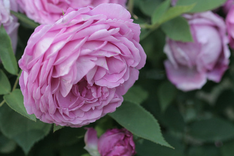 トム　ウッド4223