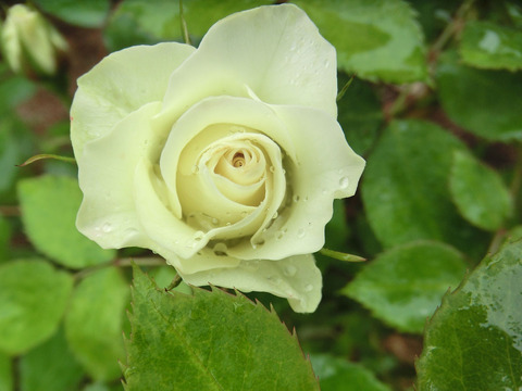 りょっこう　緑光　（りょっこう）sCIMG6165