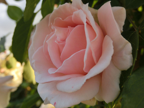 ルミナス　ピラー1852