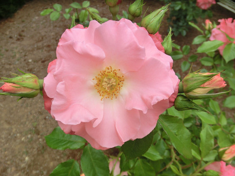 ピンク　ラスターsCIMG5602