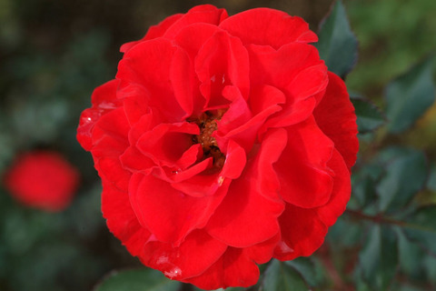 ツベルゲンフェー　’０９sDSCF0406