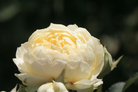 こいきらら　恋きららsIMG_4770