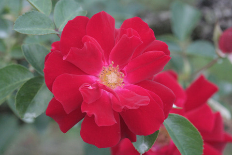 マイナー　フェアーsIMG_7650