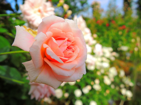 セシル　ブルンネsDSCN5617