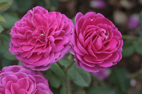 スピネルsIMG_6949