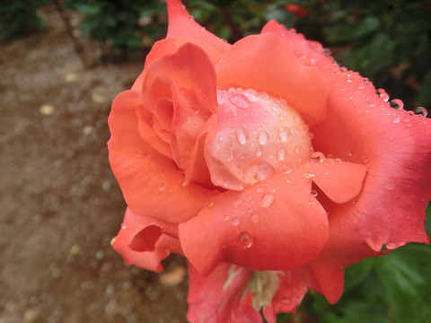 スケルツォsCIMG6427