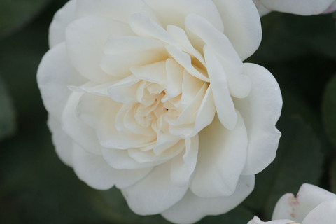 コケット　ロマンティカsIMG_4787