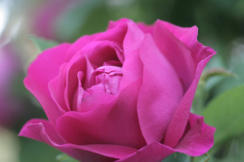 ウルリッヒ　ブルナー4231