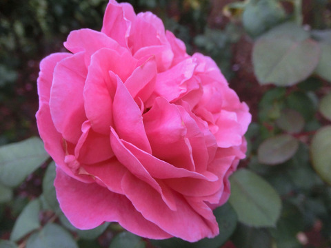 アライブsCIMG7021