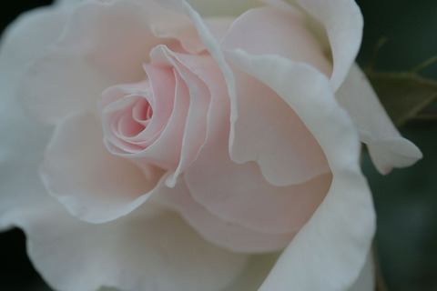 ナイチンゲール3913