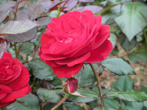 マリアンデールsCIMG5620