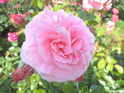 ロセッティ　ローズ3232