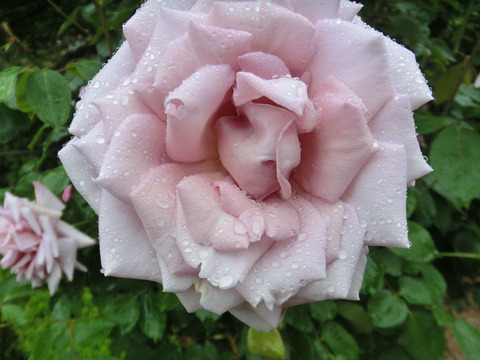 レディ　エックスsCIMG5993