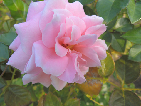 ロセッティ　ローズ6409