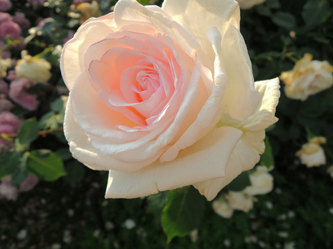 ねむろのあさ　根室の朝2118