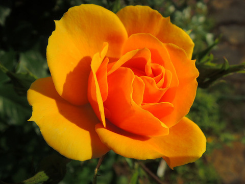 サイレンス　イズ　ゴールデン1732