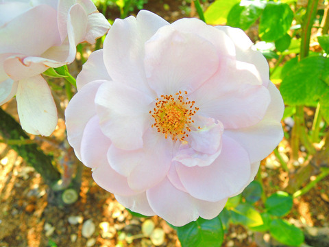 ブルー　バユーsDSCN9016