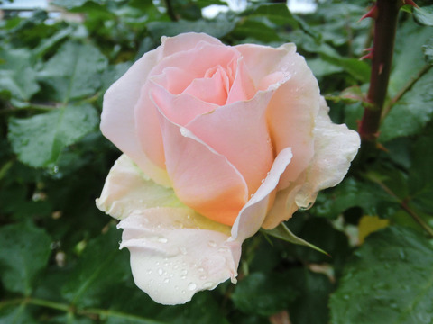 モンパルナスsCIMG6221