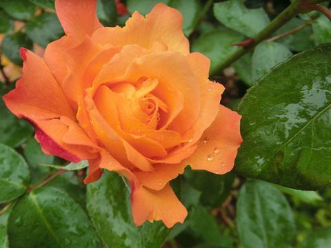 スヴニール　ドゥ　アンネフランクsCIMG6177