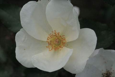 ホワイト　ノックアウトsIMG_5546