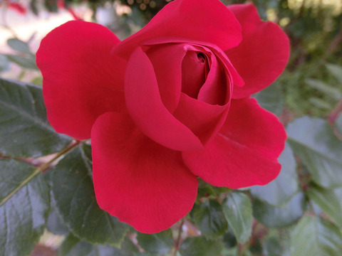 フロレンティーナ1741