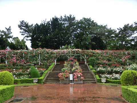 谷津バラ園sCIMG6431