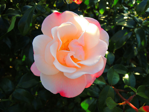 グレーテルsDSCN9135