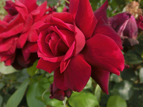 オクラホマsCIMG5148