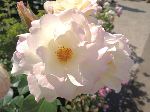 シトロナード3175