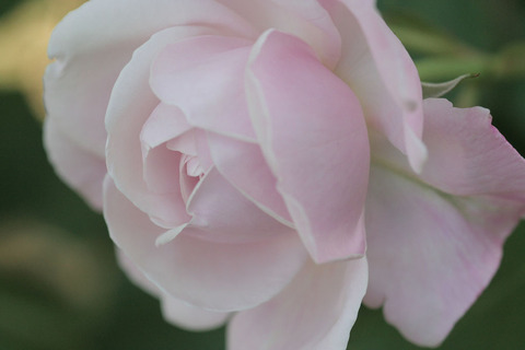 グリバ　ニコラ4155