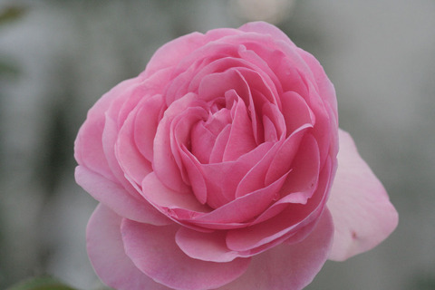 マリア　テレジアsIMG_5997