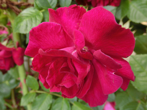 ロイヤル　スカーレット　ハイブリッド1673