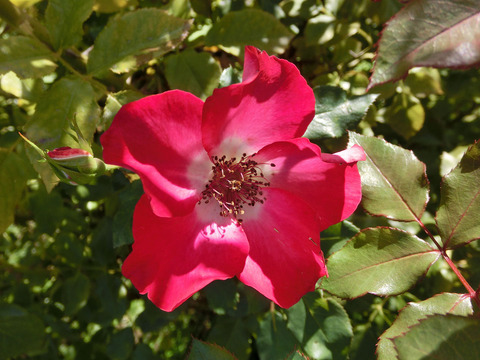 シェリー　メイディランドsCIMG8247