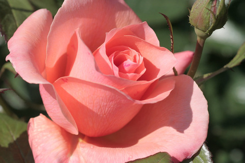 サンセット　ブルーバール5710