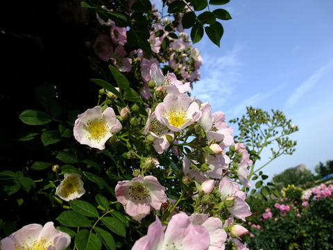 キュー　ランブラー9874