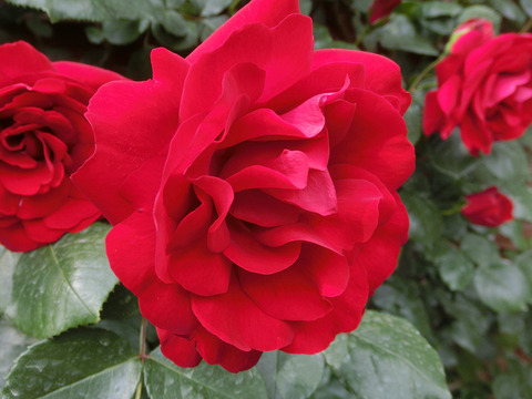 クリムゾン　スカイsCIMG3862