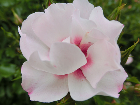 エリドゥ　バビロン1744