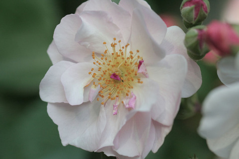 フランチェスカ4191