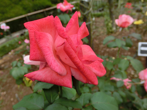 ティキィsCIMG5018