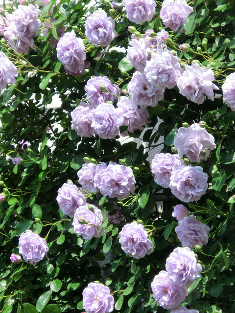 レイニー　ブルー9952