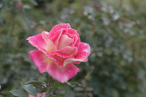 ピンク　レディ　ラッフルsIMG_5824