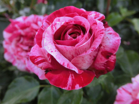 トイ　トイ　トイ！2746