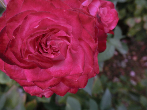 デュエット　バルコニアsCIMG8446